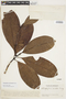 Retiniphyllum chloranthum image