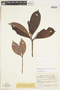 Retiniphyllum concolor image