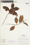 Retiniphyllum discolor image