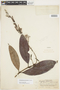 Retiniphyllum fuchsioides image