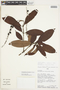 Retiniphyllum fuchsioides image