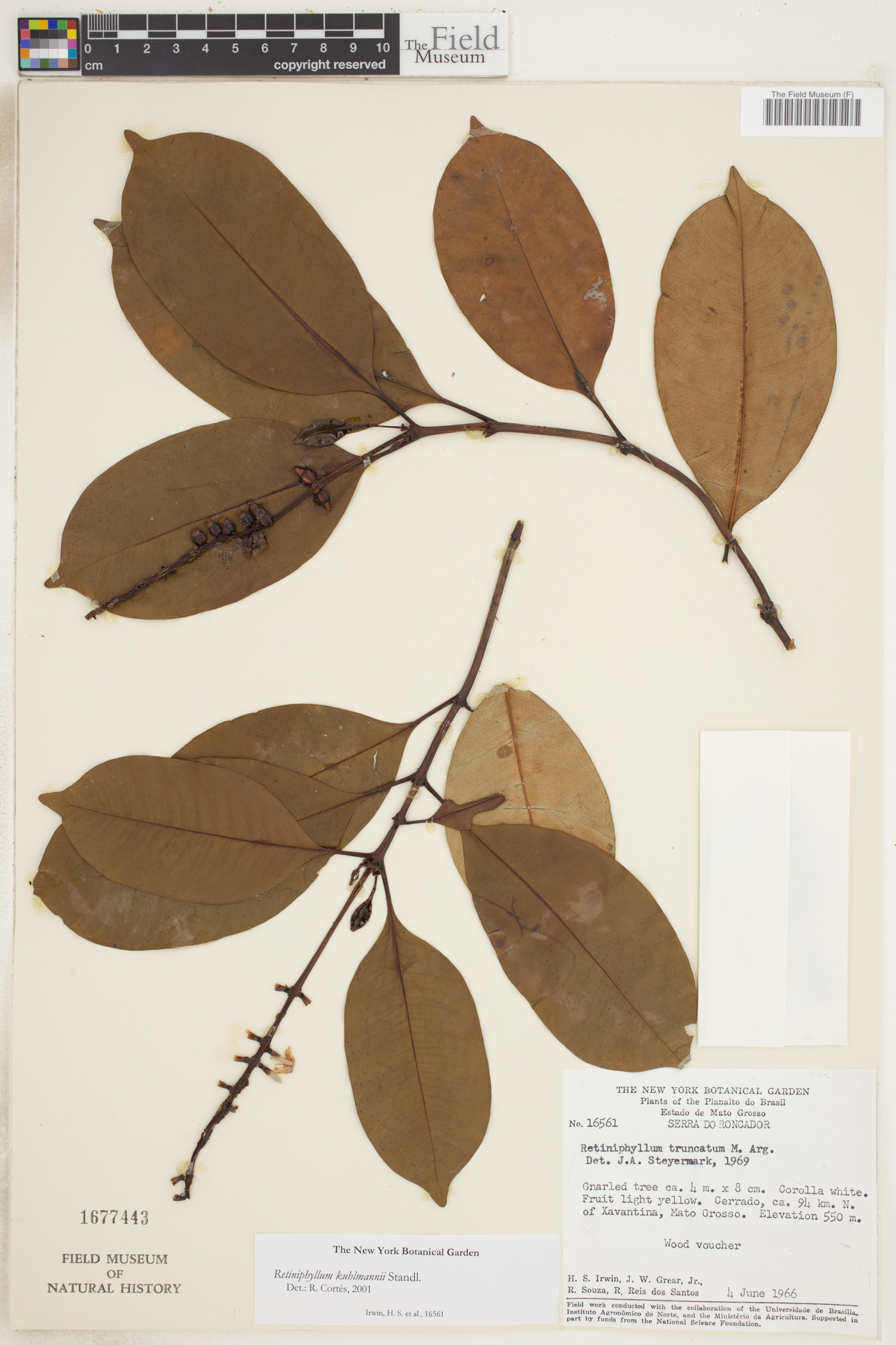 Retiniphyllum kuhlmannii image