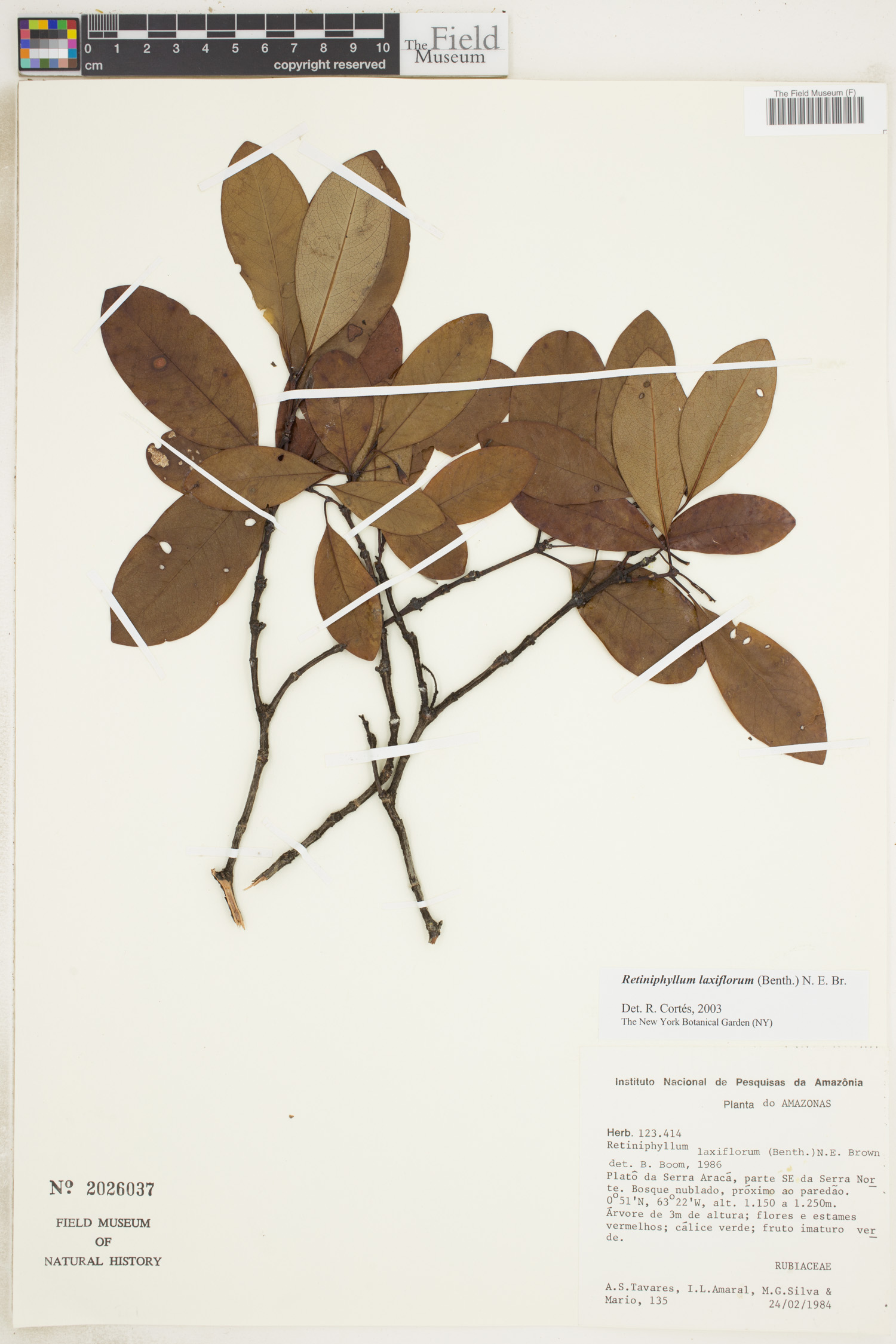 Retiniphyllum image
