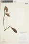 Retiniphyllum laxiflorum image