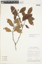 Retiniphyllum laxiflorum image