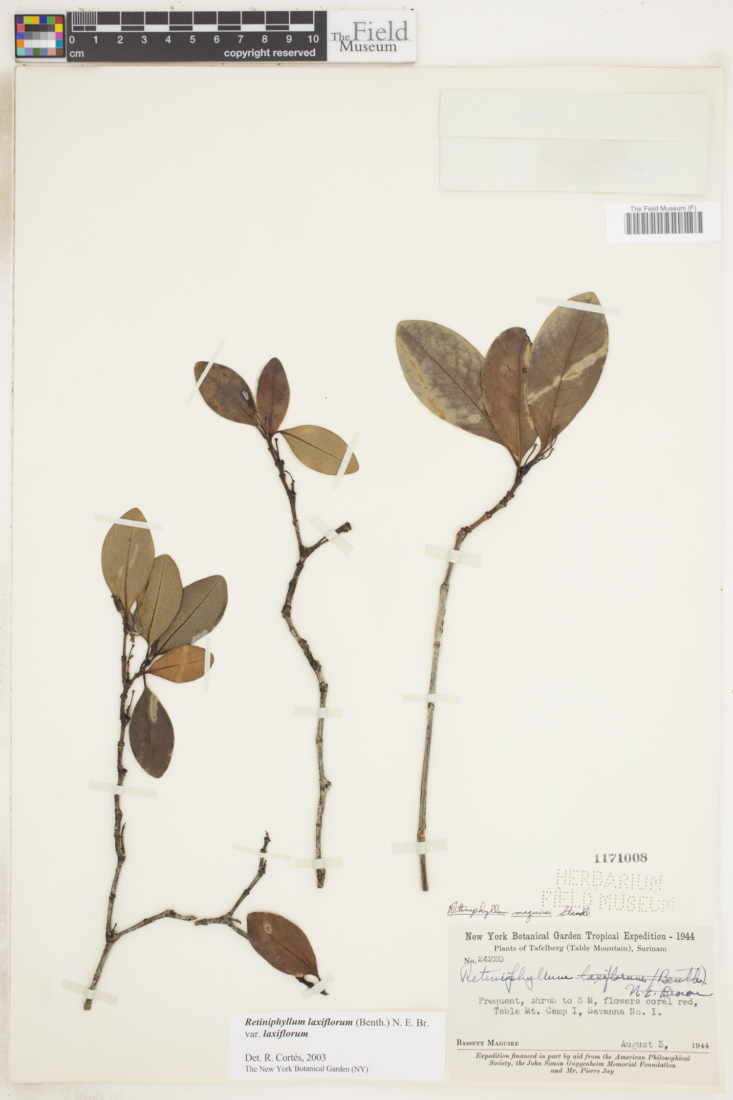 Retiniphyllum laxiflorum image