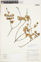 Retiniphyllum parvifolium image