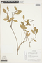 Retiniphyllum parvifolium image
