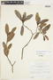 Retiniphyllum pauciflorum image