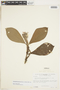Retiniphyllum pilosum image