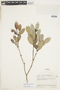 Retiniphyllum scabrum image