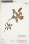 Retiniphyllum scabrum image