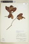 Retiniphyllum schomburgkii image