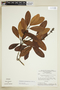 Retiniphyllum schomburgkii image