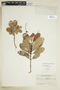 Retiniphyllum secundiflorum image