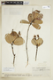 Retiniphyllum secundiflorum image