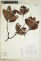 Retiniphyllum tepuiense image