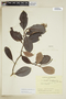 Retiniphyllum truncatum image