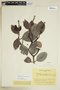 Retiniphyllum truncatum image