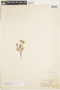 Richardia pedicellata image