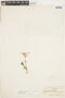 Richardia pedicellata image