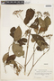 Rondeletia cupreiflora image