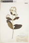 Rondeletia pubescens image