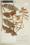 Talisia longifolia image