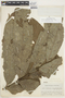 Talisia macrophylla image