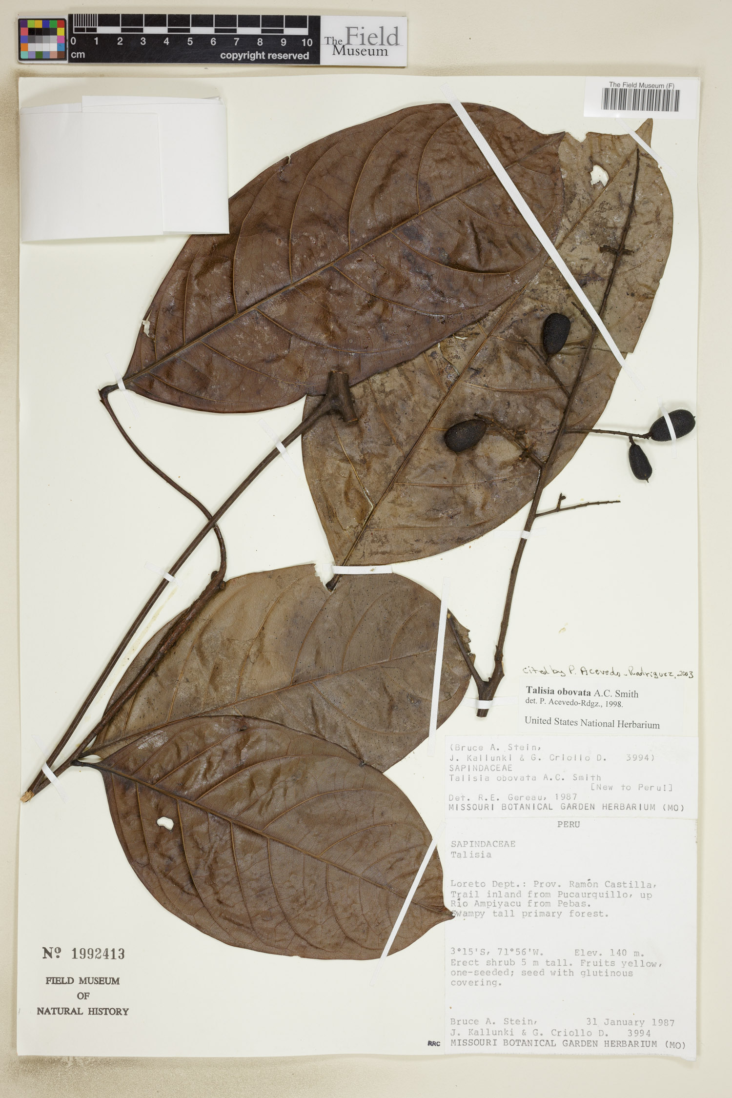 Talisia obovata image
