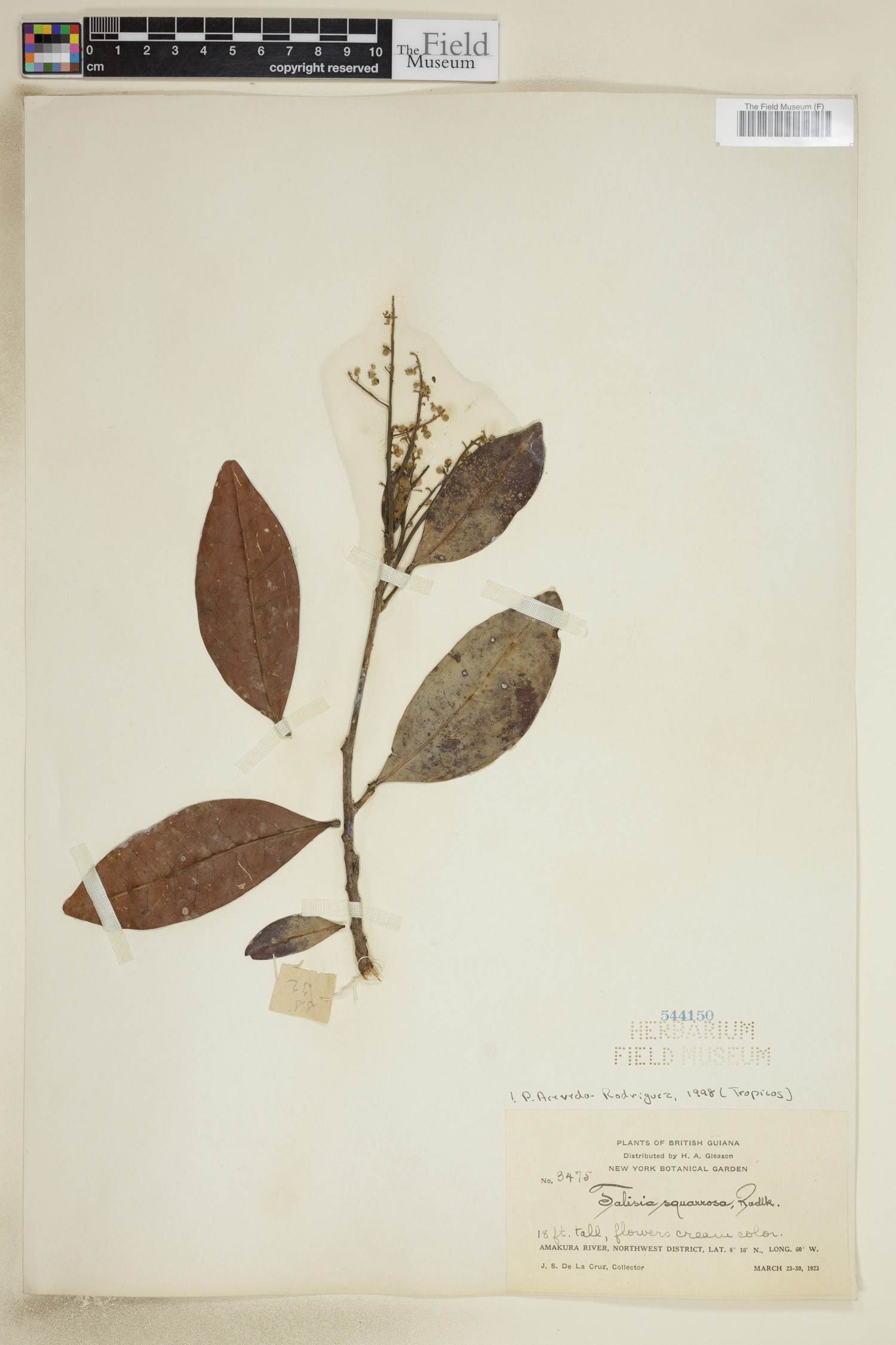 Talisia squarrosa image
