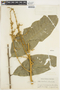 Toulicia reticulata image