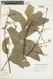 Toulicia reticulata image