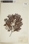 Tripterodendron filicifolium image