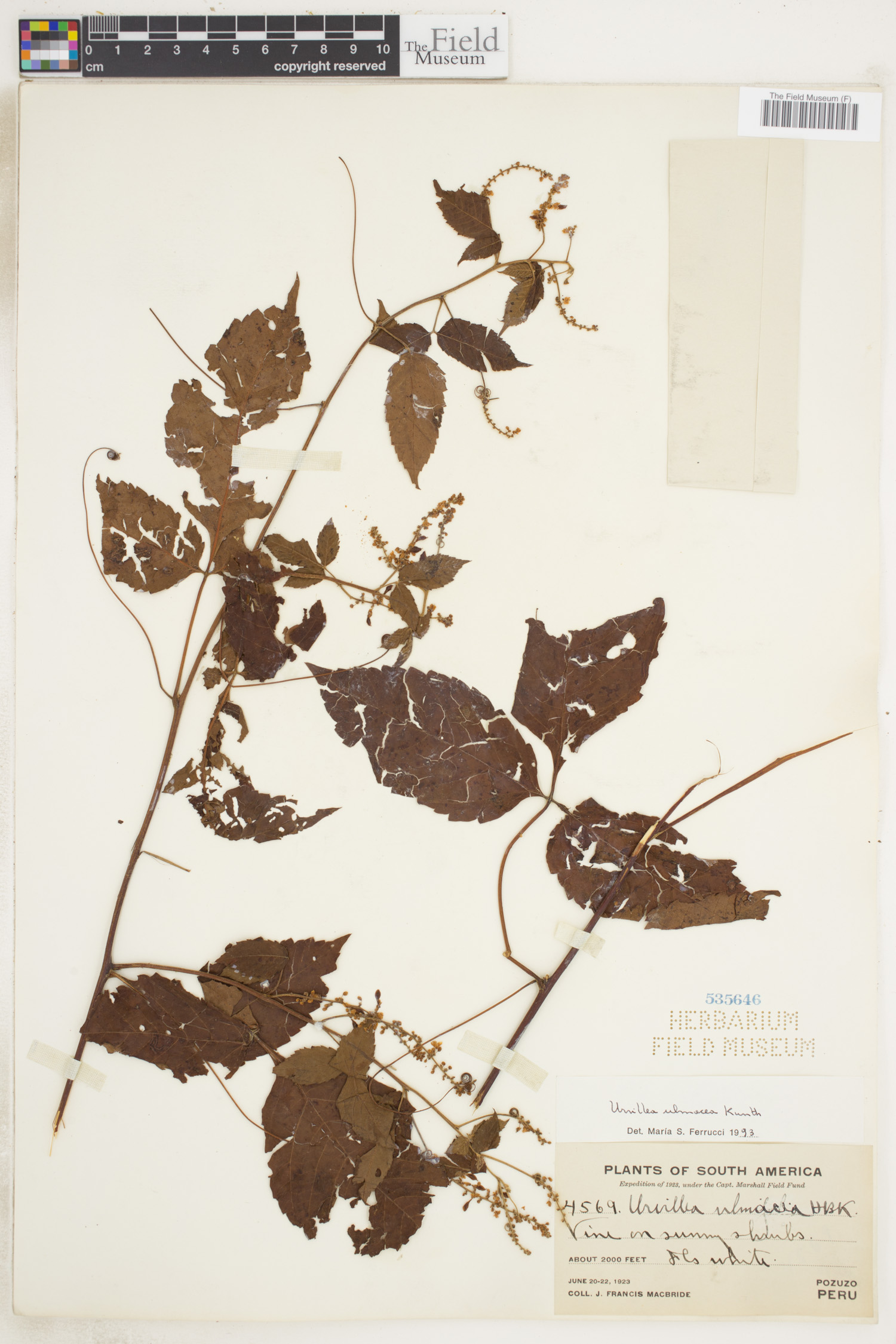 Urvillea ulmacea image