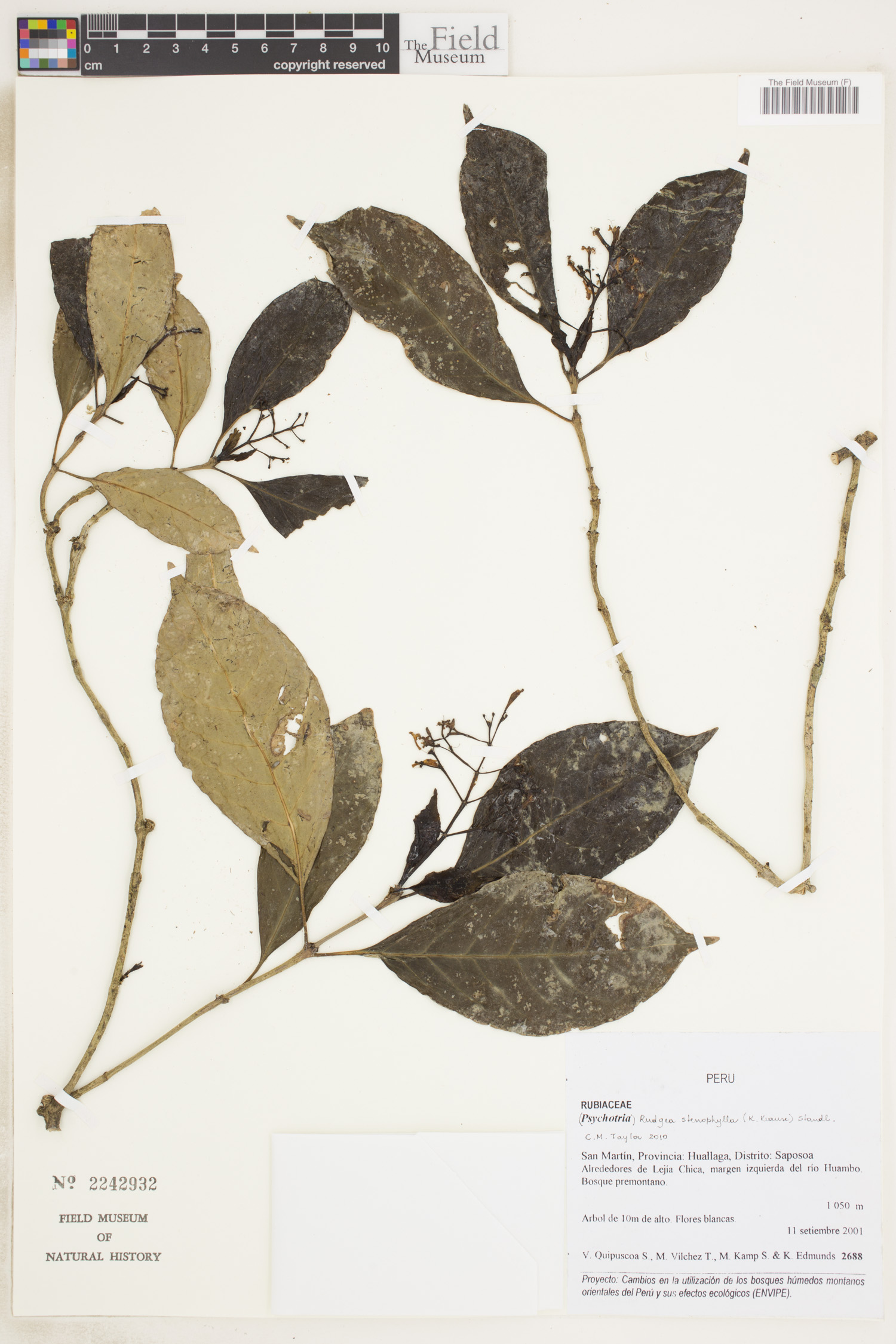 Rudgea stenophylla image