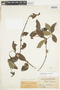 Rosenbergiodendron densiflorum image