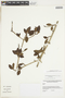 Rosenbergiodendron formosum var. formosum image