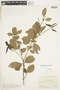 Rosenbergiodendron formosum var. formosum image