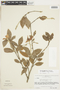 Rosenbergiodendron formosum var. nitidum image