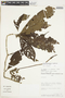 Rosenbergiodendron longiflorum image