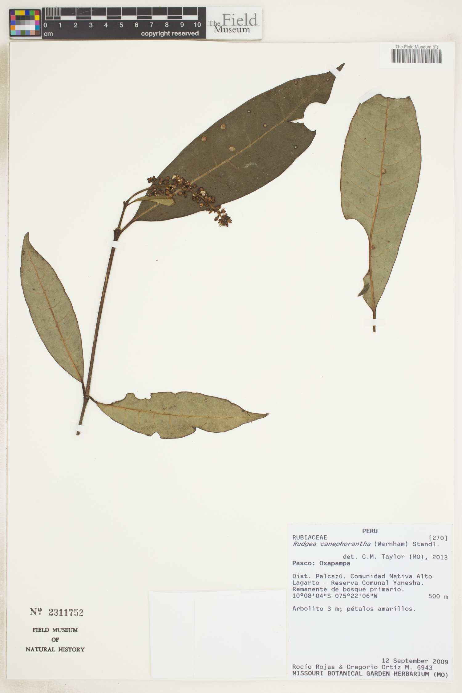 Rudgea canephorantha image