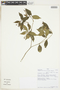 Rudgea cornifolia image