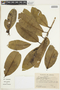 Rudgea gardenioides image