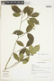 Rudgea graciliflora image