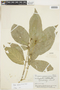 Rudgea guyanensis image