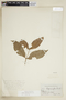Rudgea japurensis image