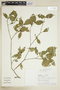 Rudgea japurensis image