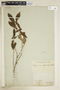 Rudgea sessilis subsp. sessilis image