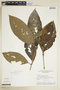 Rudgea longiflora image